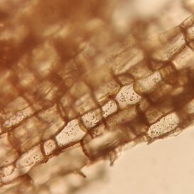 Cellule del sughero sezione longitudinale Cellule del sughero sezione longitudinale